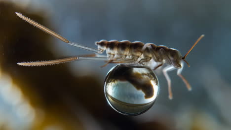 insect on a water drop