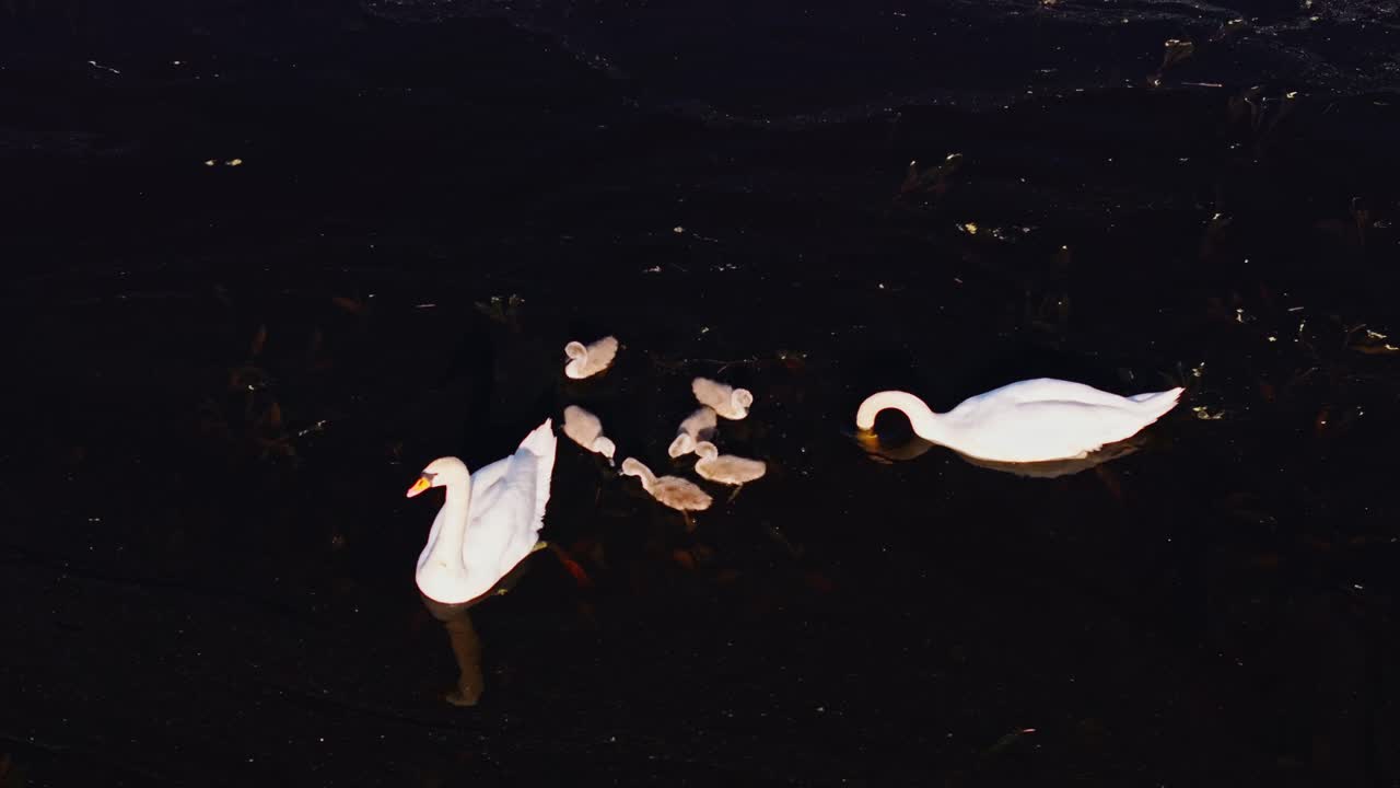 Spring morning as swans, fluffy cygnets glide through algae-covered lake water