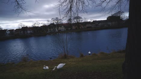 Dos-Patos-Cerca-Mientras-Otro-Entra-En-El-Agua---Parque-Natural-Junto-Al-Río-Tübingen-Alemania-Con-Vida-Silvestre-En-4k