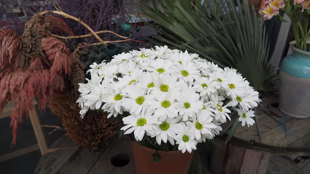 테라코타 비 에  데이지 꽃줄기