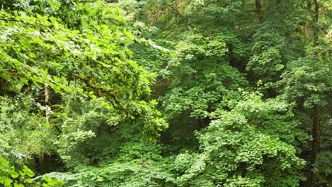 green foliage in the hermitage, dunkeld, scotland