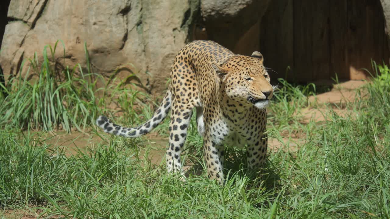 Captive African leopard displays flehmen grimace and rolls playfully, South Africa