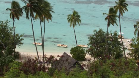 Palmeras-Y-La-Playa-En-Moorea,-Polinesia-Francesa