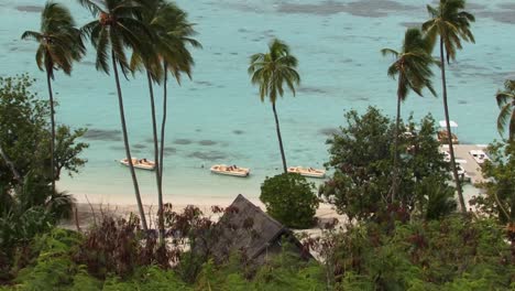 palmeras y la playa en moorea, polinesia francesa
