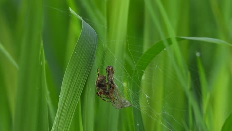 spider pry - butterfly - rice grass .web