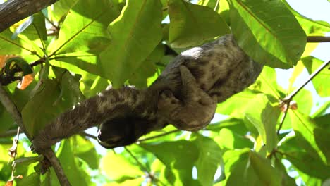 sloth with juvenile hanging upside down high in tropical tree with green leafs