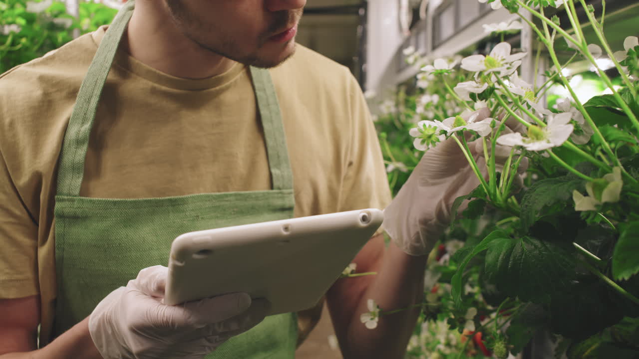 Gardener using tablet in indoor strawberry farm