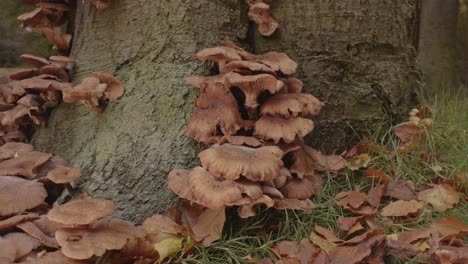 Beautiful-Dolly-out-of-Honey-Mushroom-at-base-of-tree-in-forest---Wide