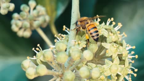 Abeja-En-Una-Flor-Polinizando-La-Reunión