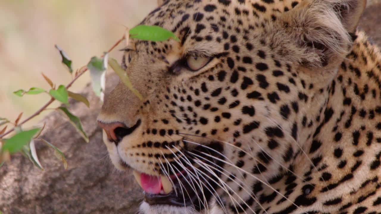 Hechelnde Leopardenaugen in der Savanne zur Mittagszeit