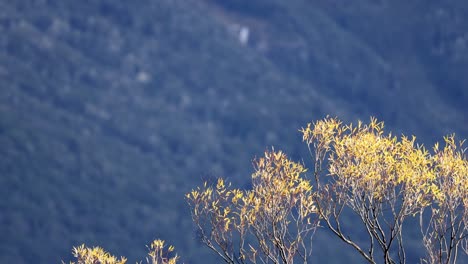yellow leaves gently sway in the breeze against a mountainous backdrop, captured in soft, natural lighting
