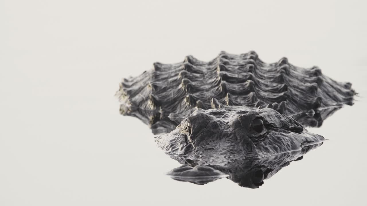 страшная черная рептилия аллигатор в воде в высоком ключе крупным планом