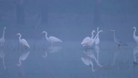 great egrets fishing in misty morning