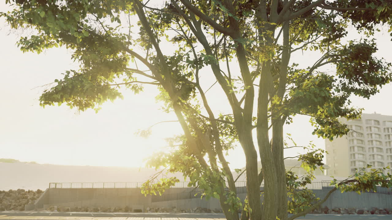 Sunlight filtering through trees on a warm evening near urban architecture