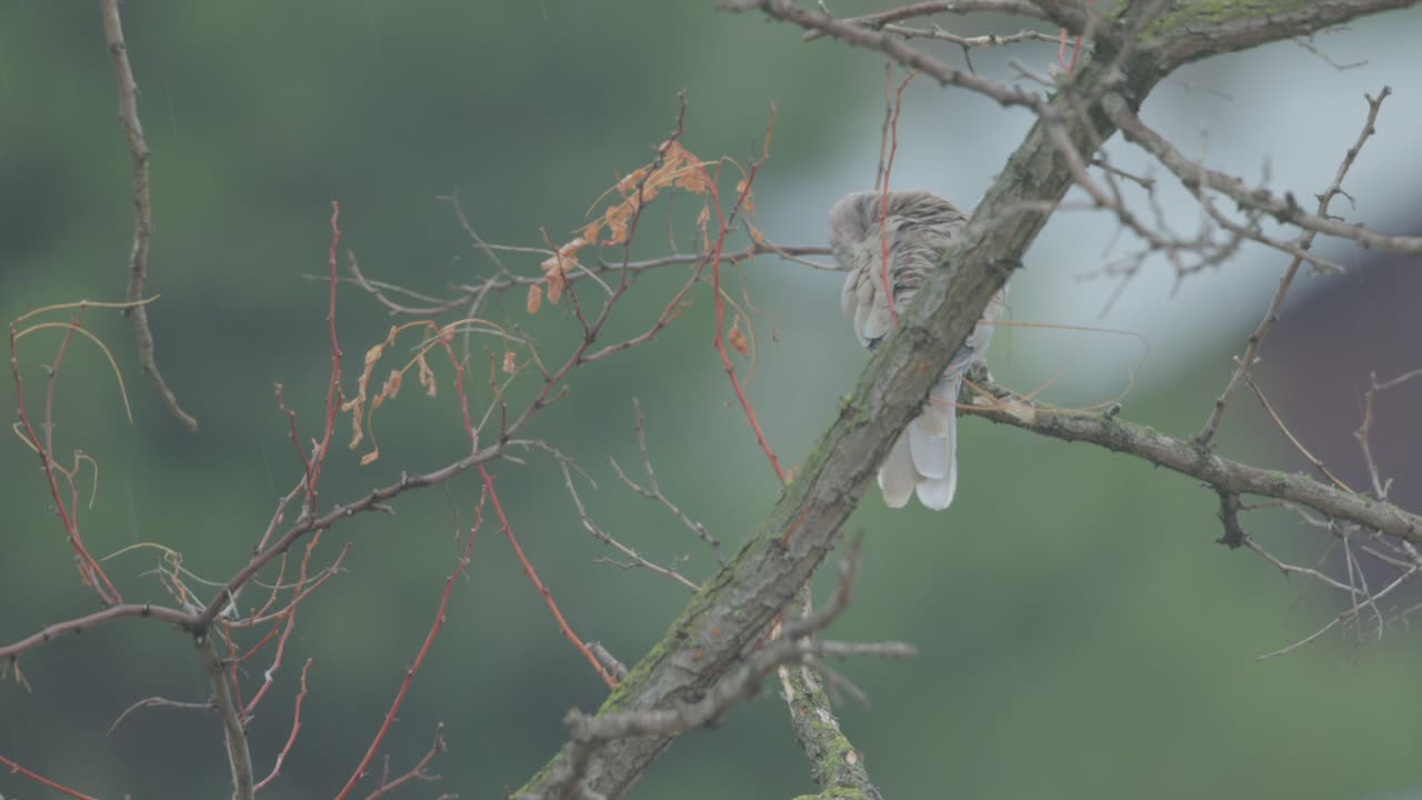 White Woodpecker Bird Preening Feathers While Resting On A Dry Tree Branch. Selective Focus Shot