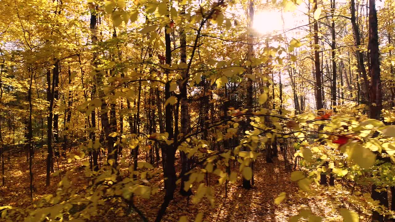 madera de bosque de otoño colorida