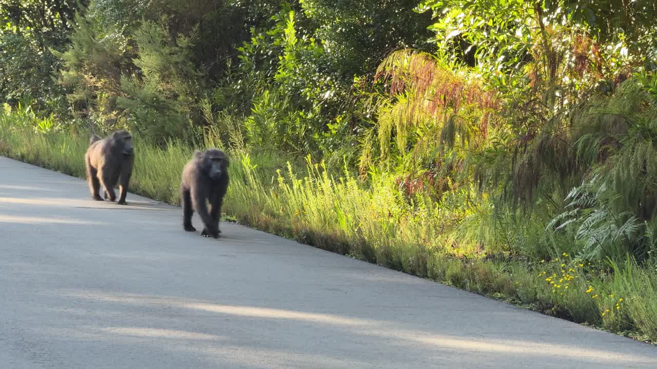 Baboons walking along the road
