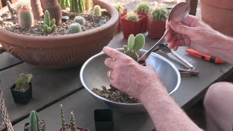 el macho cambia la pequeña planta de cactus a macetas de terracota más grandes