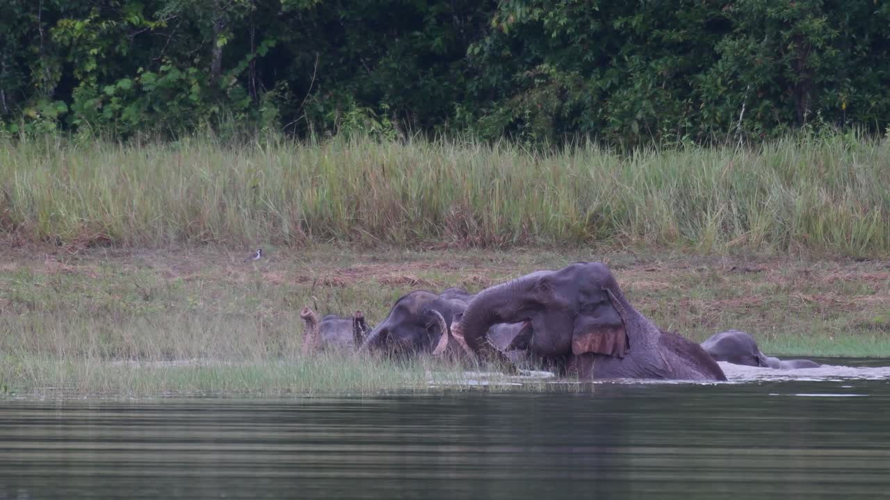 아시아코끼리는 멸종 위기에 처해 있으며 이 무리는 카오야이 국립공원의 호수에서 놀고 목욕을 하며 즐거운 시간을 보내고 있습니다.