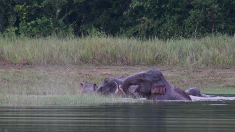the asiatic elephants are endangered and this herd is having a good time playing and bathing in a lake at khao yai national park