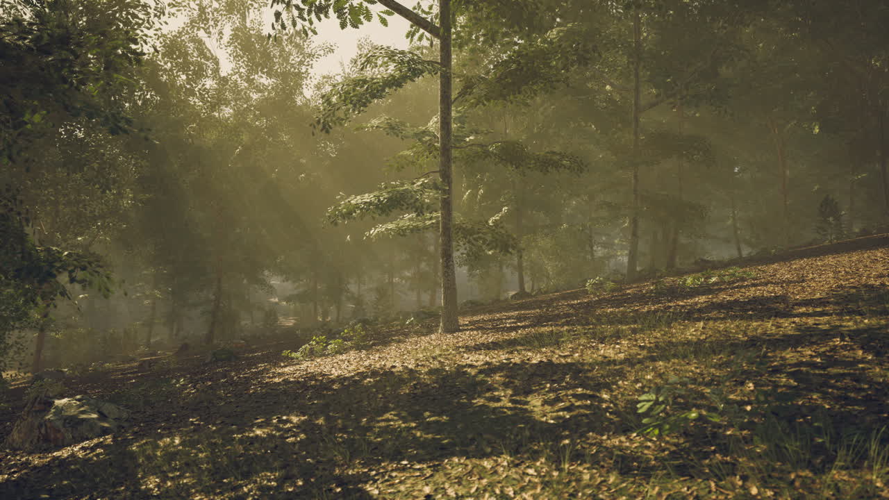 Sunlight filters through trees in a serene forest during the early morning