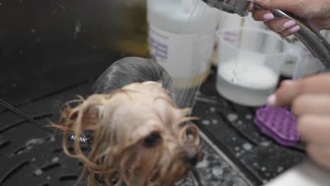 happy yorkshire terrier having a shower in a grooming salon