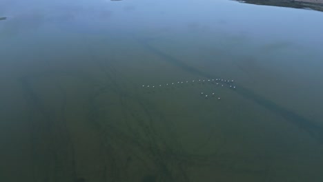 Birds-flying-over-calm-lake