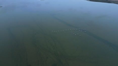 pájaros volando sobre el lago tranquilo