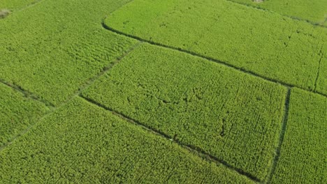 Aerial-view-shot-of-vast-paddy-field