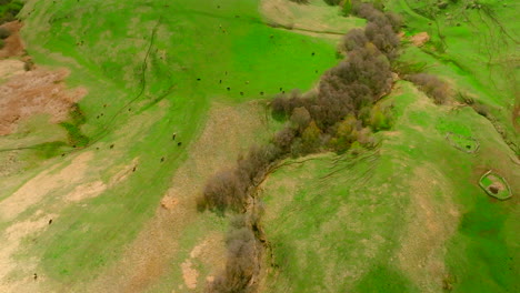 aerial view of lush green hills and valley with cattle