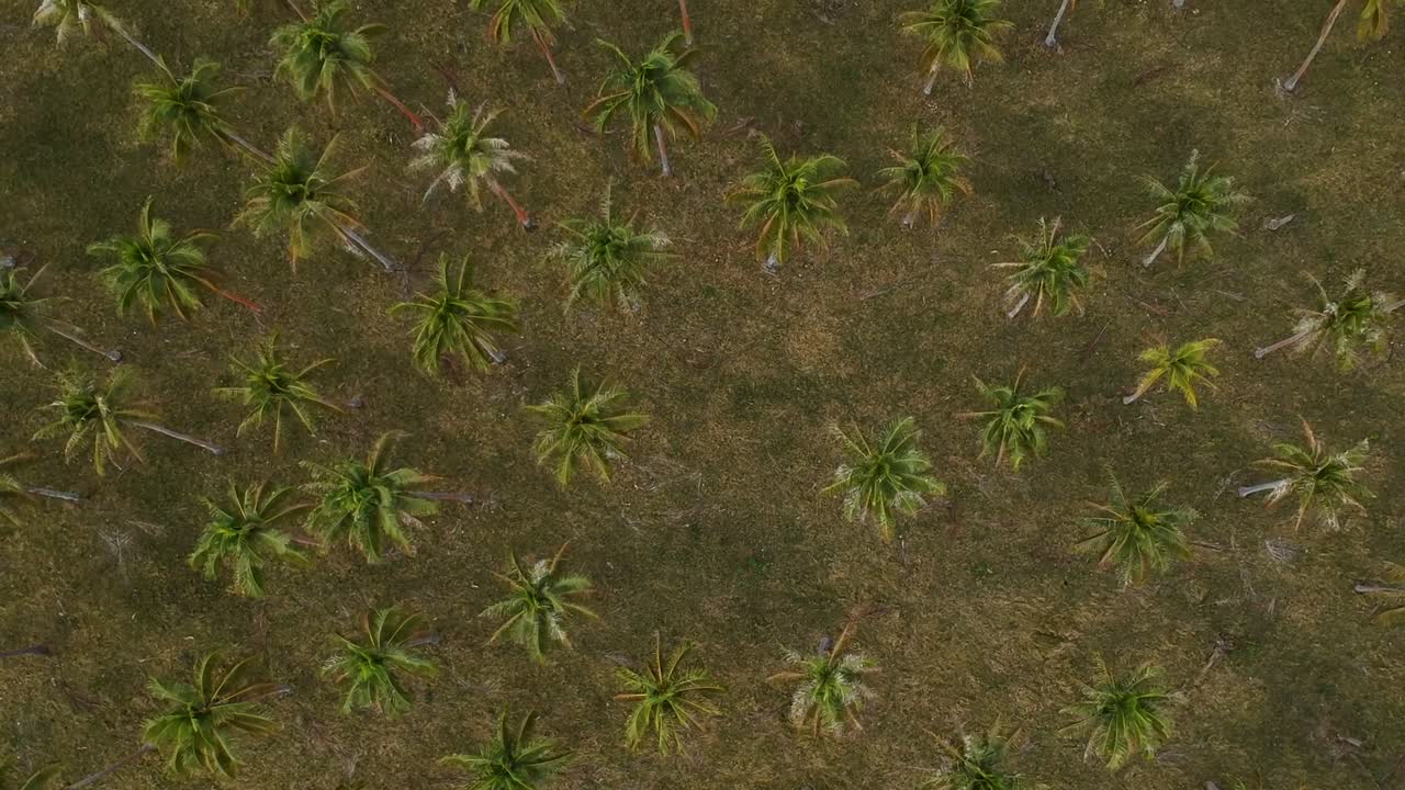 vista aérea mirando hacia abajo de una gran plantación de palmeras que crece cerca de la costa de una remota aldea de una isla tropical en la región del océano pacífico