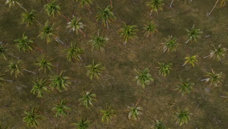 aerial view looking down of a large palm plantation growing near the coastline of a remote tropical island village in the pacific ocean region