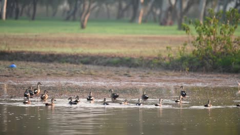 Bandada-De-Patos-Indios-Con-Pico-De-Mancha-Despegando-Del-Agua