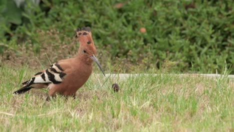 african hoopoe bird on the ground searching for food by digging in the earth with it's beak