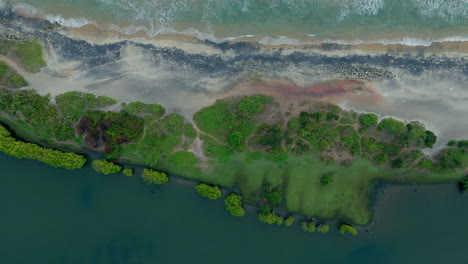 mangroves in a lakeshore and seashore