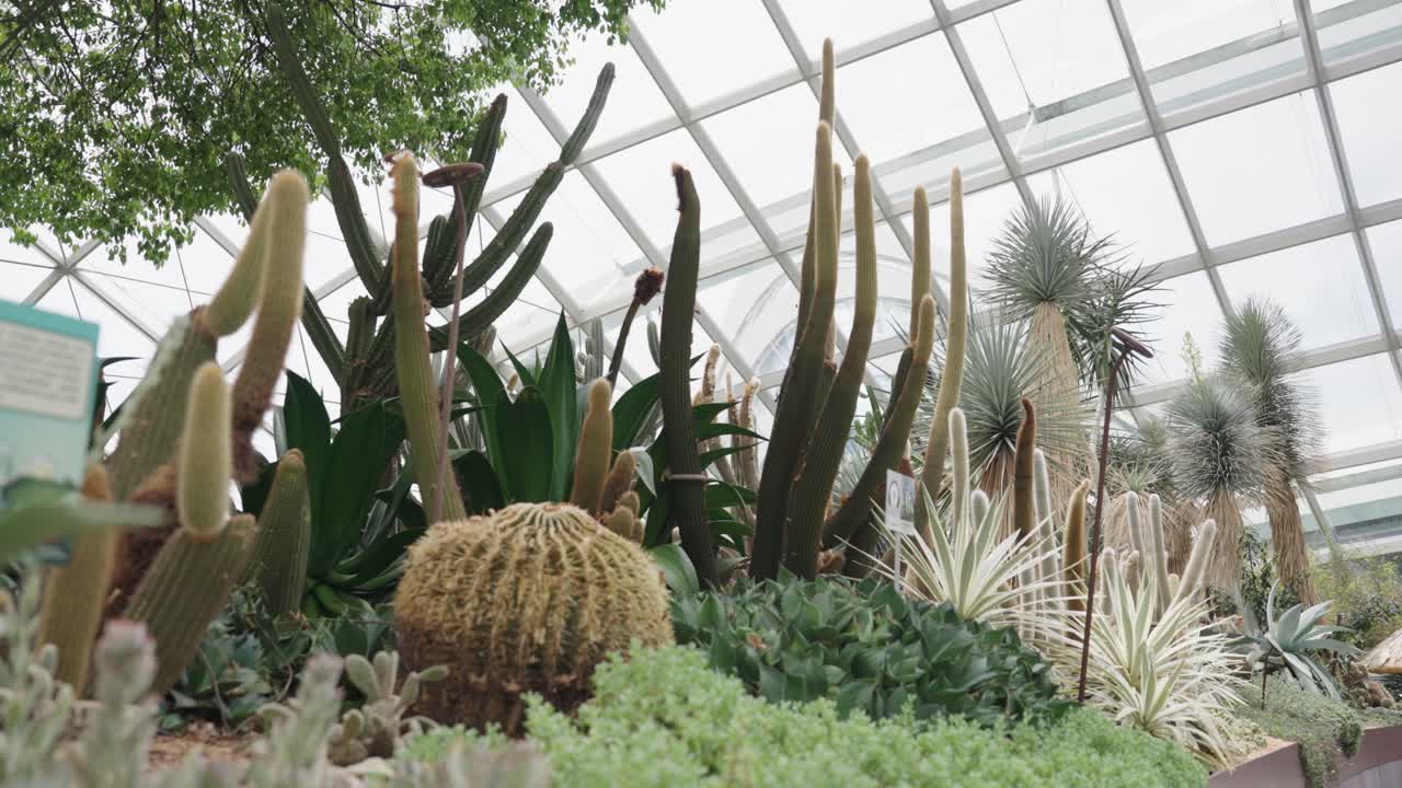 Cactai and other plants in Garden of Singapore, motion view