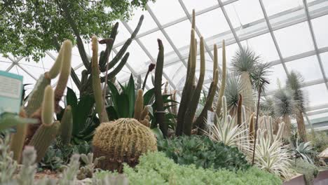 cactai and other plants in garden of singapore, motion view