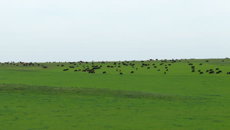 vast green field where a herd of cows is eating.