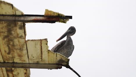 lone brown pelican standing on broken roof of building in santa cruz in the galapagos