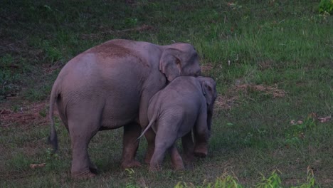 Mother-and-calf-together-as-calf-walks-towards-the-right-side-of-the-frame,-Indian-Elephant-Elephas-maximus-indicus,-Thailand