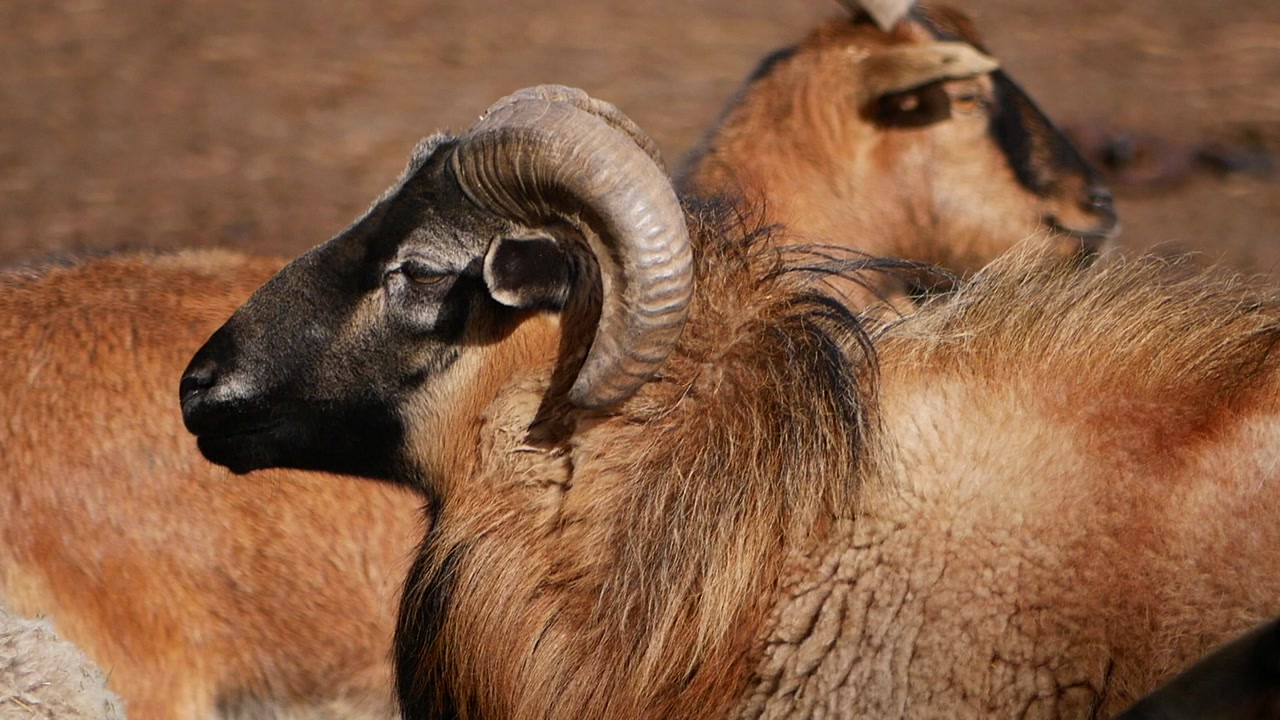 Close-up Profile of a Brown Ram with Large Horns