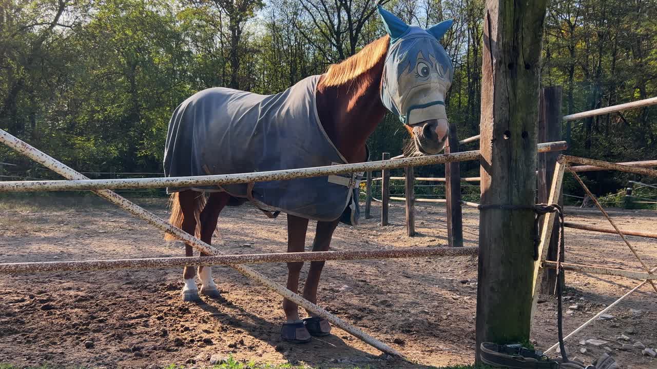 Cavalo em um piquete ao ar livre com uma máscara de proteção contra moscas engraçada