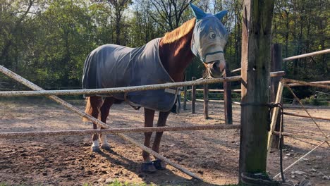 Horse-in-outdoors-paddock-with-funny-comic-fly-protection-mask