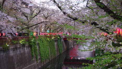 Pétalos-De-Sakura-Cayendo-En-El-Aire-De-La-Tarde-De-Nakameguro,-Tokio,-Japón