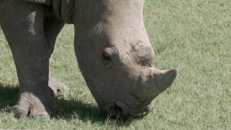 un rinoceronte pasta en un campo - tiro de cabeza de primer plano