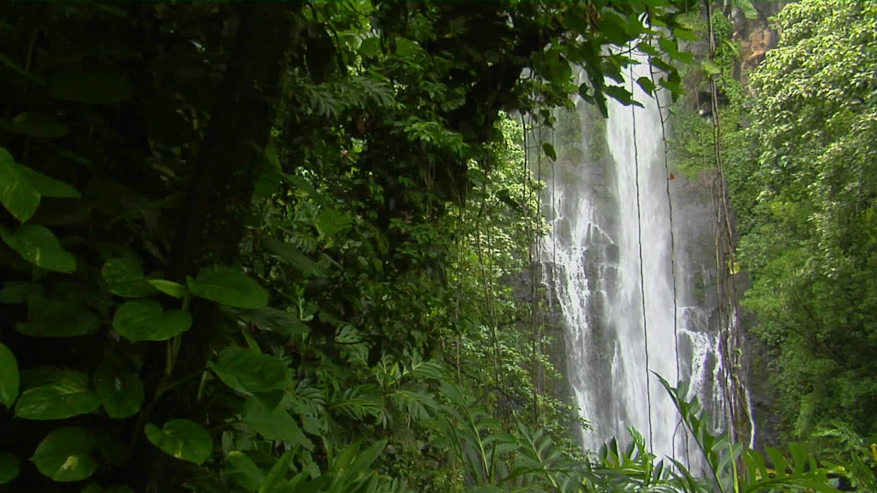 Una cascata tropicale scorre attraverso una fitta foresta pluviale nelle Hawaii 6