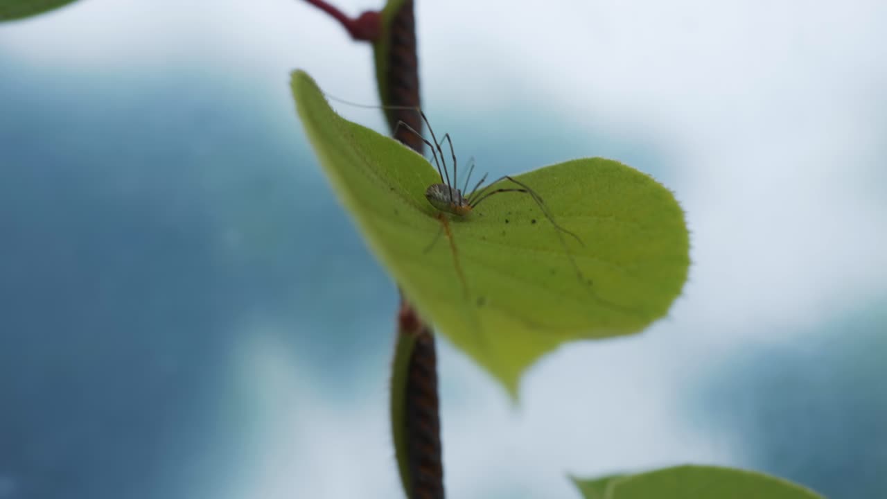온실 안의 잎 위에 서 있는 긴 다리 거미, 가까운 손잡이
