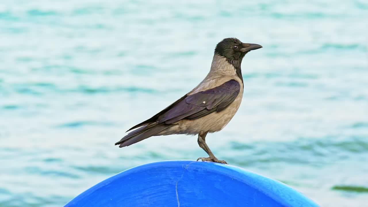 A seabird with a head and wings of black color sits on a round object and looks around herself by the sea. Blurred background.