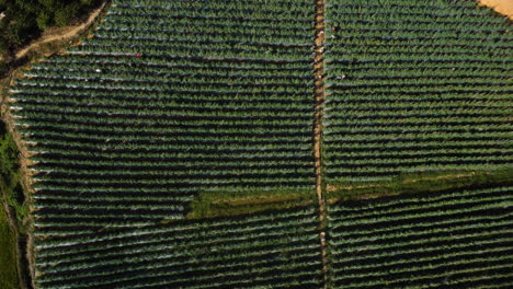 Vista-Aérea-De-La-Plantación-De-Café-Con-Hileras-De-árboles-De-Café