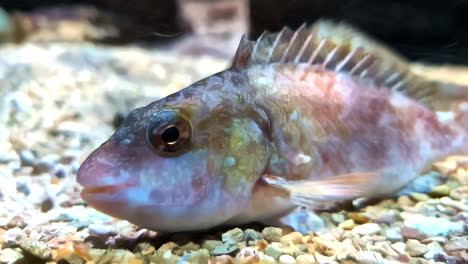 un pez larva en el fondo marino con espinas en sus aletas dorsales - aislado de cerca